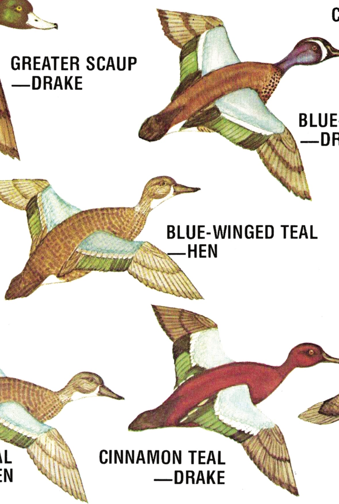Matching No. Set of Saltwater & Duck Hunters Prints