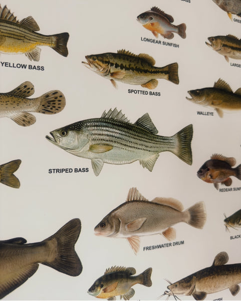 [Preorder] Texas Fresh Water Fish Lone Star Beer Series