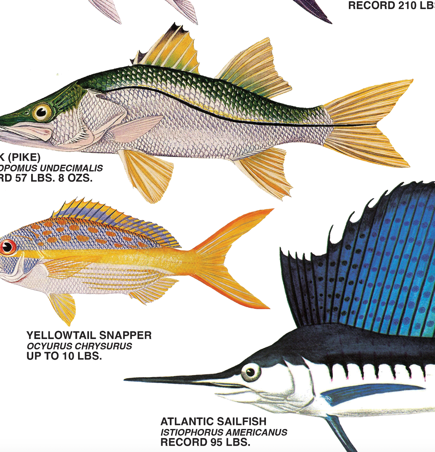 Saltwater Record Catches Lone Star Beer Poster